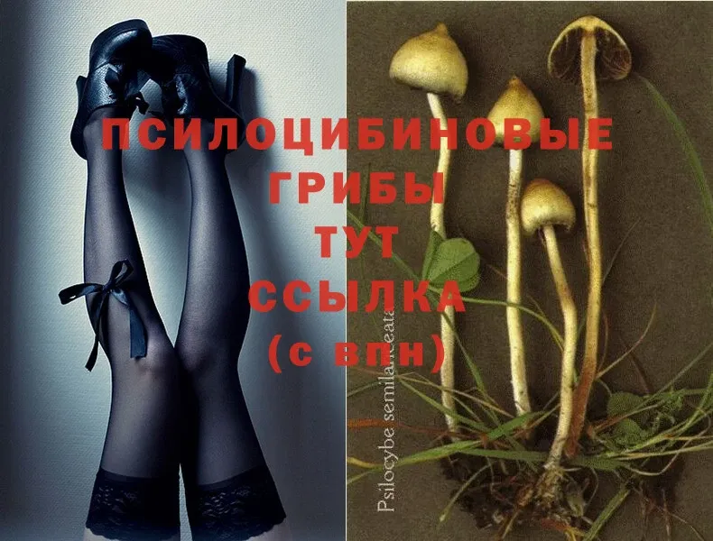 Псилоцибиновые грибы Psilocybe  Батайск 